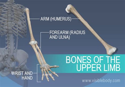 Appendicular Skeleton | Learn Skeleton Anatomy