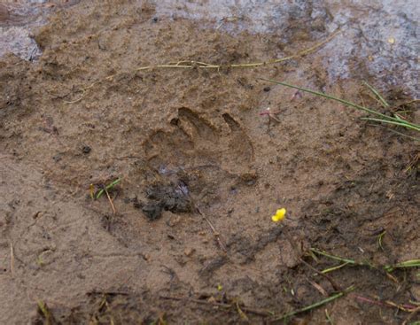 004 badger footprint – Walney Wildlife