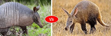 Aardvark vs Armadillo Fight comparison- who win will?