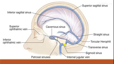 cavernous sinus, simply explained - YouTube