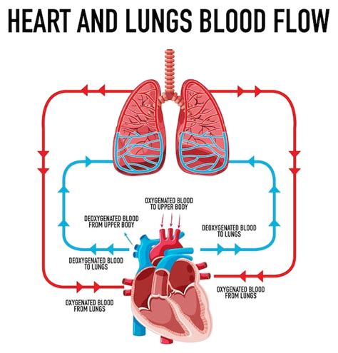 Free Vector | Diagram showing heart and lungs blood flow