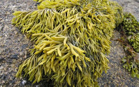 Seaweed for Horses: Miracle Supplement or Massive Con?