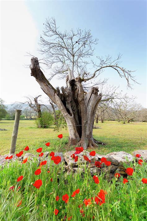 Old chestnut tree Photograph by Edgar Laureano - Fine Art America