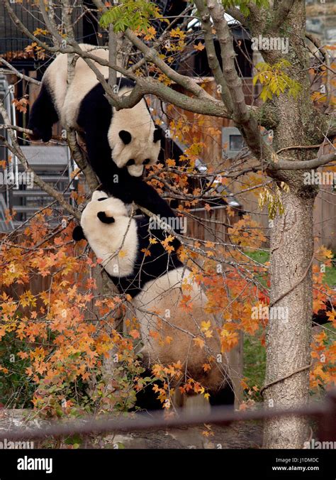 Washington dc national zoo pandas hi-res stock photography and images ...