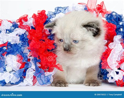 Cute Kitten with Fourth of July Decorations Stock Photo - Image of july, white: 20075022