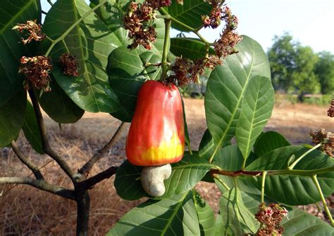 ¿Qué sabes de los anacardos? - Bioterra - Frutos secos ecológicos