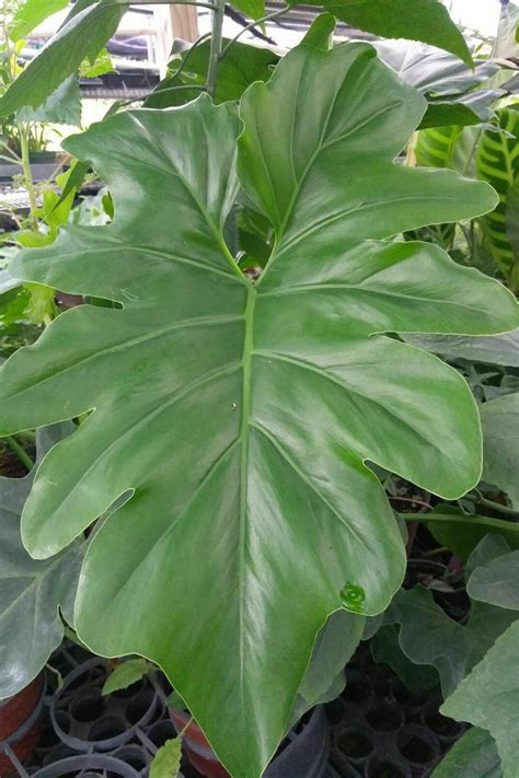 Philodendron Eximium Australia