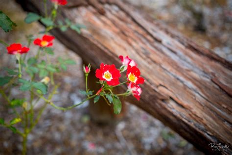 Red roses | Leica M10 with Leica Summicron-M 50 APO | LeicaSLS | Flickr