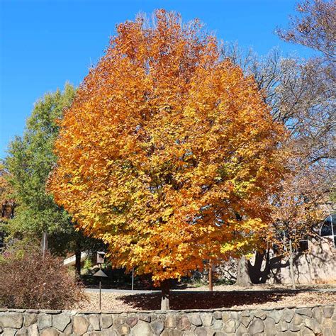 Silver Maple Trees for Sale – FastGrowingTrees.com