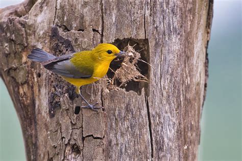 Prothonotary Warbler Building Nest - Steve Creek