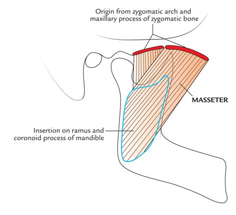 Masseter Muscle – Earth's Lab