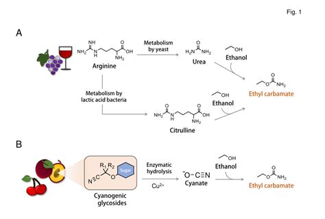 Simplified schematic of major ethyl carbamate formation mechanisms. (A ...