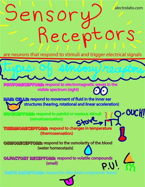 Types of Sensory Receptors