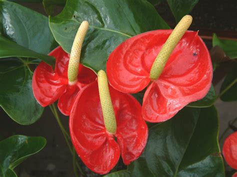 Flower Picture: Anthurium Flower India