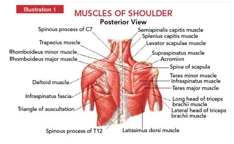 Shoulder Muscle Anatomy Posterior View