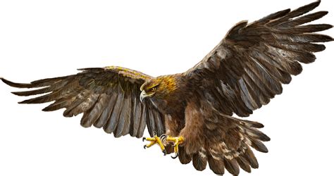 Aguila Vector Png - PNG Image Collection