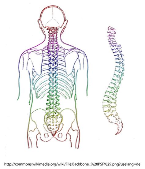 Can You Dislocate a Rib? | HubPages