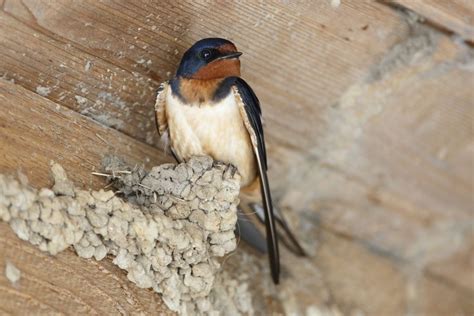 Lodge in Banff National Park receives $27,000 fine for destroying birds ...