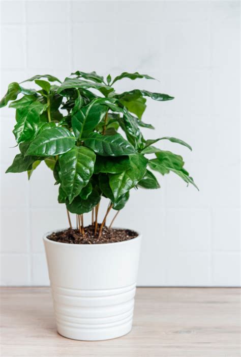 How to Grow a Beautiful Coffee Plant Indoors