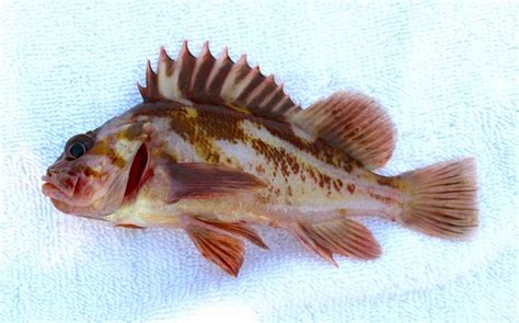 Copper Rockfish - Pier Fishing in California