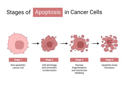 Stage of Apoptosis in Cancer Cells | BioRender Science Templates