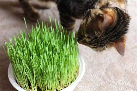 Growing cat grass 🐱 🌱 A guide to cultivating your pet’s favorite healthy snack