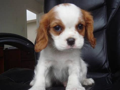 Cavalier King Charles Spaniel Puppies | Puppies Dog Breed Information ...