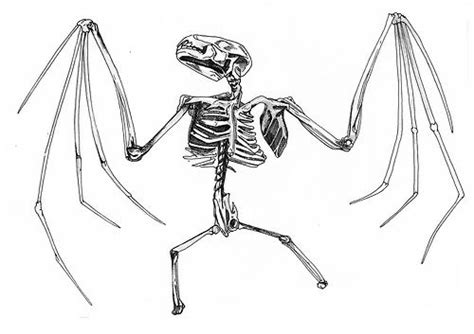 Scientific Illustration | Bat skeleton, Scientific illustration, Illustration