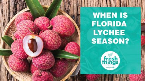 Fresh Things: When is Florida Lychee Season? - YouTube