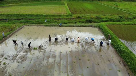 Hand-planting the rice - Roggykei