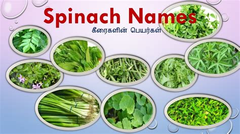 25 Keerai vagaigal(Names) in Tamil and English With Images|spinach Names|Greens Types|கீரை ...