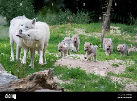 Wolf Pups With Pack Stock Photos & Wolf Pups With Pack Stock Images - Alamy