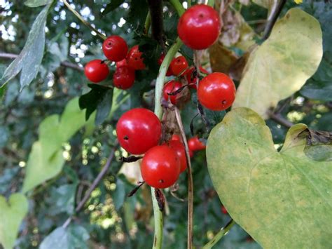 Bright Red Berries | Bright Red Berries and Green leaves | oatsy40 | Flickr