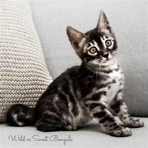 45+ Bengal Cat Kitten Silver - Furry Kittens