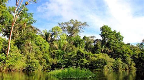 Beautiful lush green in the #jungle of the #Amazon. You want to visit the #Amazon #rainforest? # ...