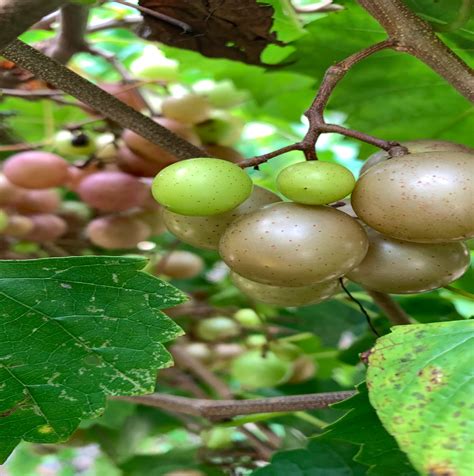 Muscadine grapes appear in Wilmington in late summer