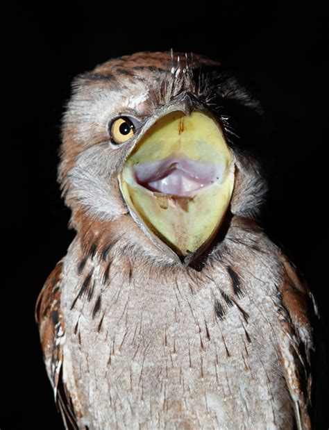 The World’s Cutest Owl Look-Alike Is The Tawny Frogmouth (15+ Pics ...