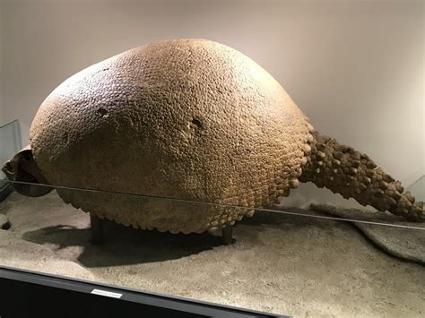 Discovering the Glyptodont