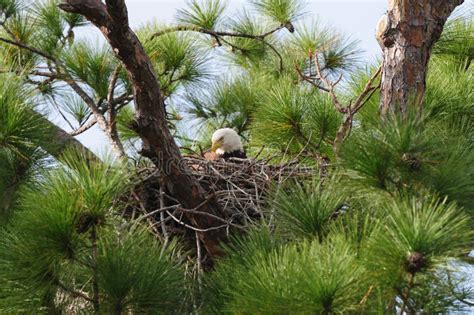 Nesting Bald Eagle stock photo. Image of eagle, tree - 12413874