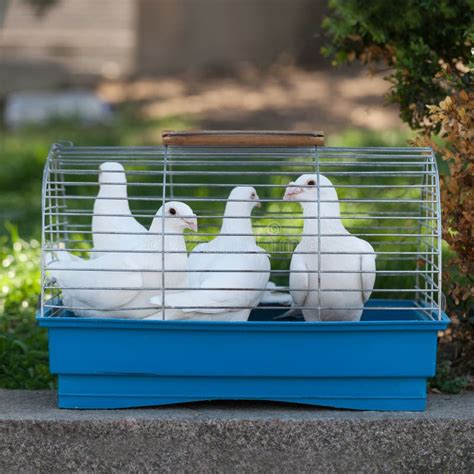 White Doves in a Small Cage Stock Photo - Image of flying, blue: 69800952