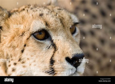 Cheetah face closeup Stock Photo - Alamy