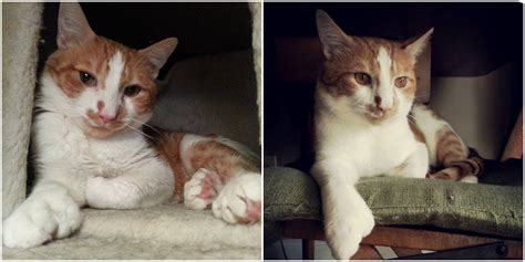 Meet Jake The Polydactyl Cat: A Rescued Cat With A Story Of Survival