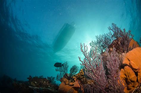 Diving in Cocos Island | PADI