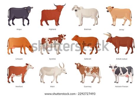 19,837 Angus Farming Images, Stock Photos & Vectors | Shutterstock