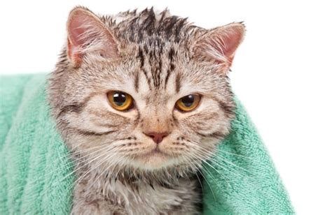 8 Cat Breeds that Love Water | BeChewy