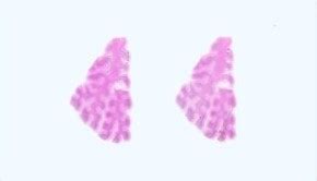 The Process of Extracting RNA from Frozen Tissue | BioChain Institute Inc.