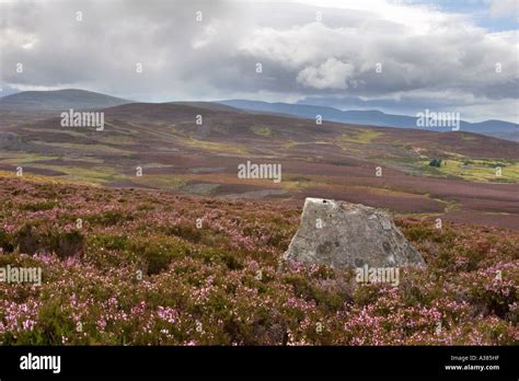 Heather in flower scotland - scottish heather moors, Scotland uk Stock ...