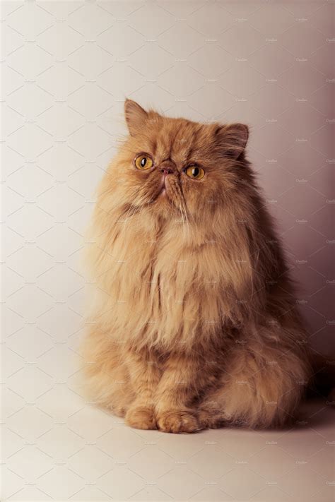 Persian cat | High-Quality Animal Stock Photos ~ Creative Market