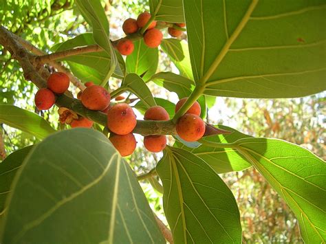 Ficus benghalensis - UF/IFAS Assessment - University of Florida, Institute of Food and ...