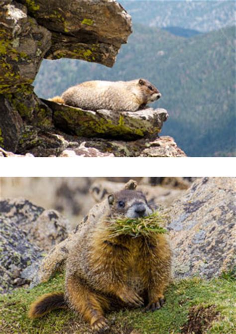 Marmot - Rocky Mountain National Park (U.S. National Park Service)